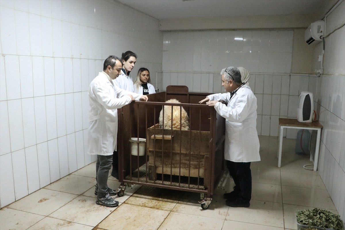 Türk bilim insanları, menengiç ve sumak yaprağının küresel ısınmaya yol açan küçük ve büyükbaş...