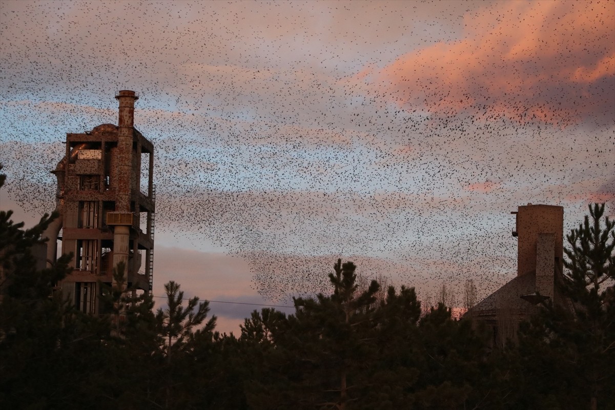 Yozgat'ın Yerköy ilçesinde sığırcıkların gökyüzündeki dansı güzel görüntüler oluşturdu....