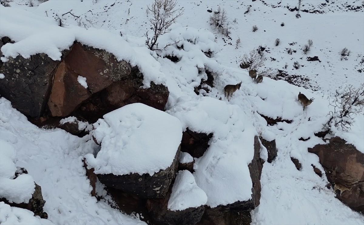 Adıyaman'da sürü halinde yiyecek arayan yaban keçileri dron kamerasıyla kaydedildi.
