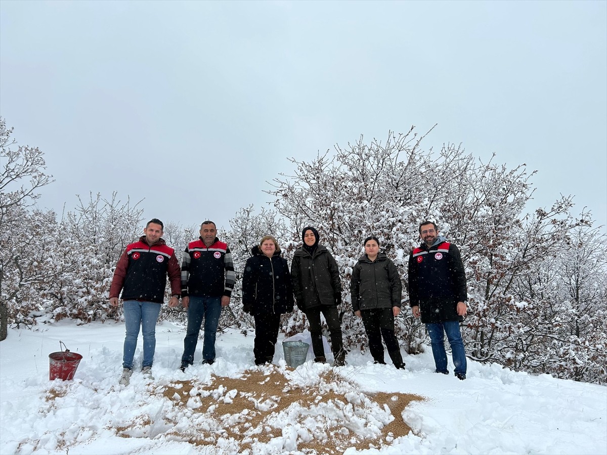 Amasya'nın Göynücek ilçesinde kar nedeniyle yiyecek bulmakta zorluk çeken yaban hayvanları için...