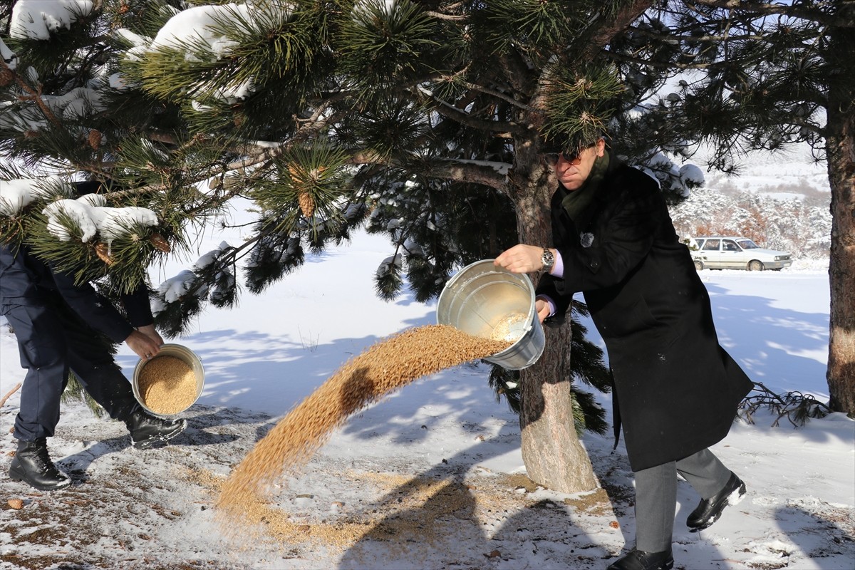 Amasya'nın Suluova ilçesinde kar nedeniyle yiyecek bulmakta zorluk çeken yaban hayvanları için...
