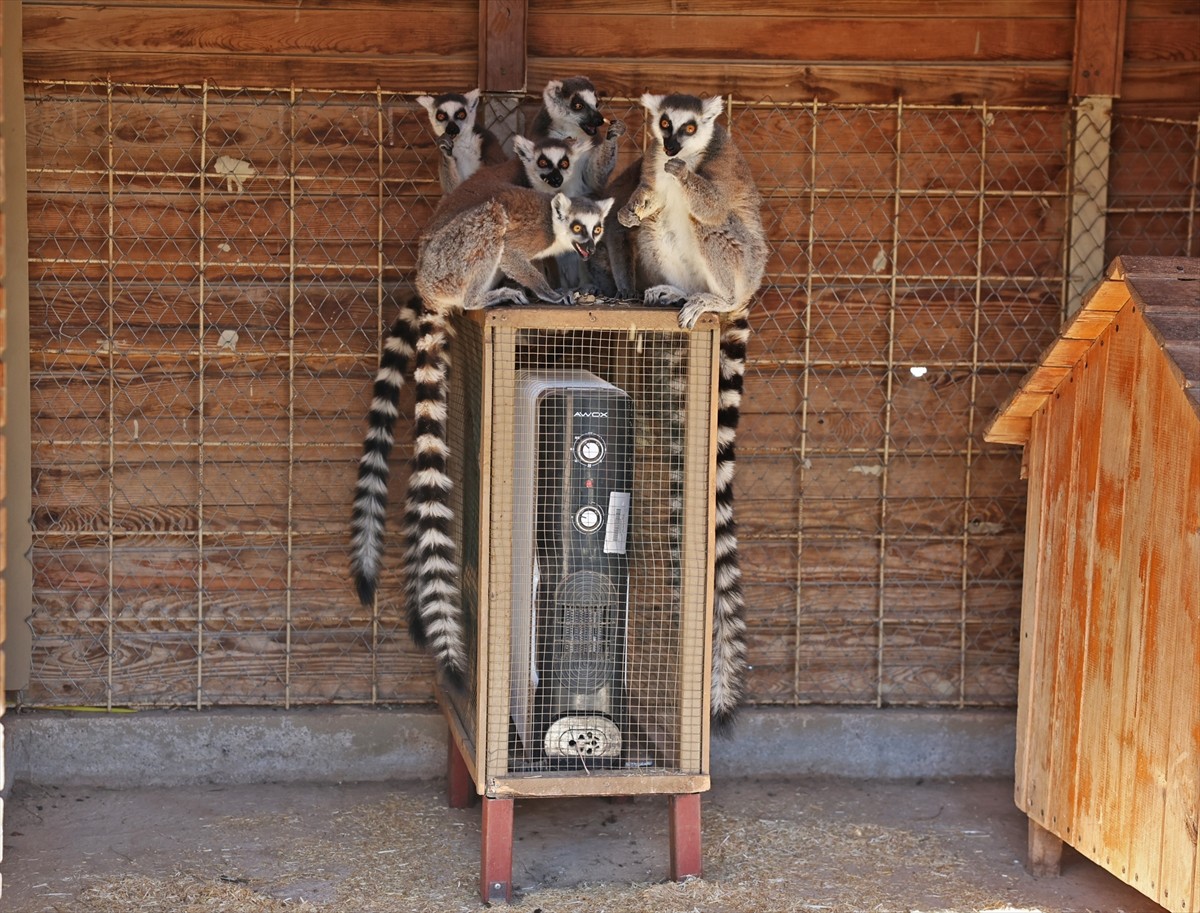 Antalya Büyükşehir Belediyesi Doğal Yaşam Parkı'ndaki hassas türleri soğuktan korumak için...