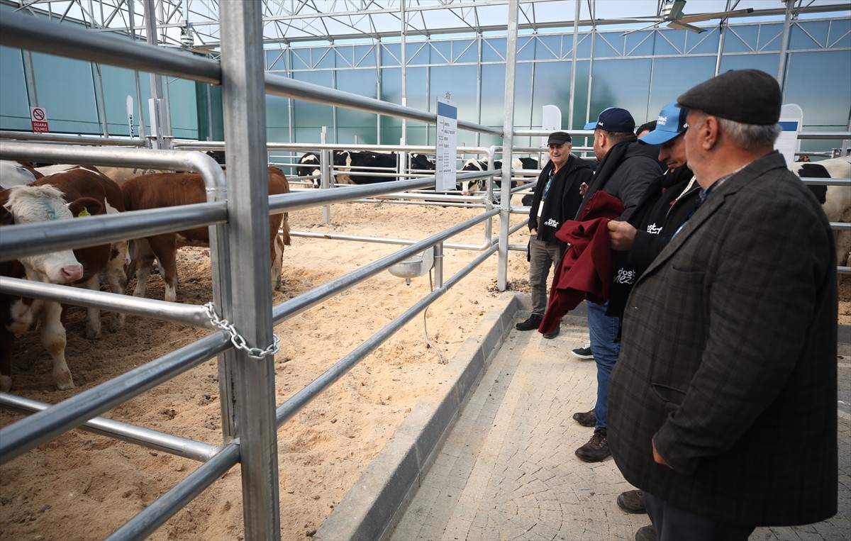 Çanakkale'de büyükbaş hayvan üretim çiftliğince düzenlenen mezatta, çeşitli özellikteki 190...