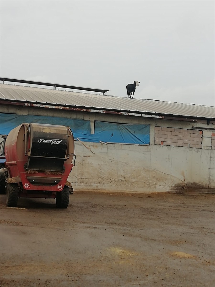 Çankırı'nın Çerkeş ilçesinde aşıdan kaçan dana, mandıranın çatısına çıktı.