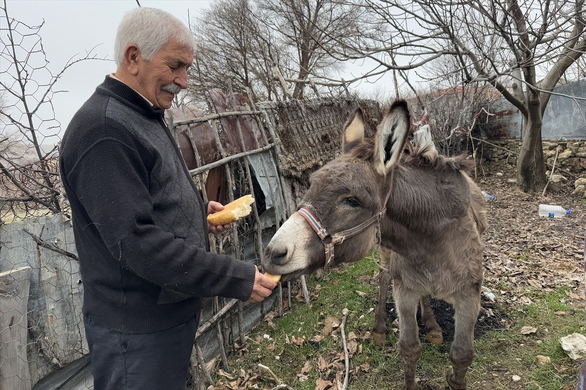 Elazığ'ın Ağın ilçesinde yaşayan 72 yaşındaki Turan İkinci, yaşlandığı gerekçesiyle sahibi...