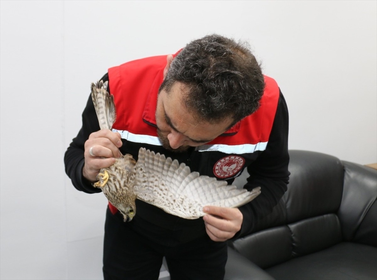 Erzincan'da öğrenciler tarafından okul bahçesinde bitkin halde bulunan kerkenez, bakımının...