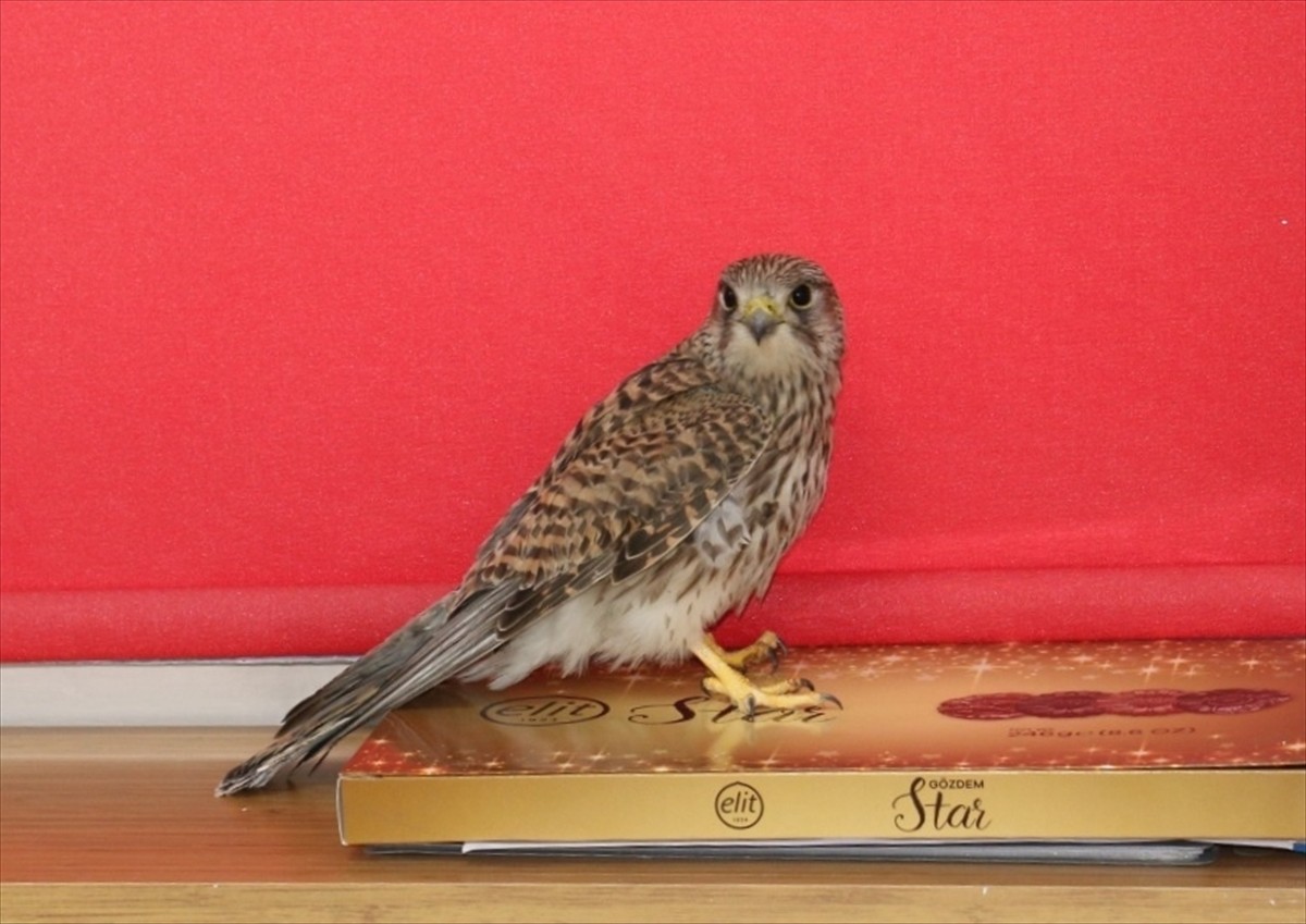 Erzincan'da öğrenciler tarafından okul bahçesinde bitkin halde bulunan kerkenez, bakımının...