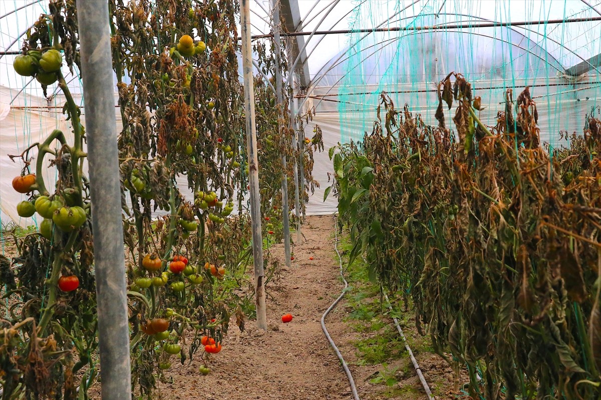 Hatay'ın Defne ilçesinde bazı seralarda yetiştirilen sebzelerde zirai don nedeniyle zarar...