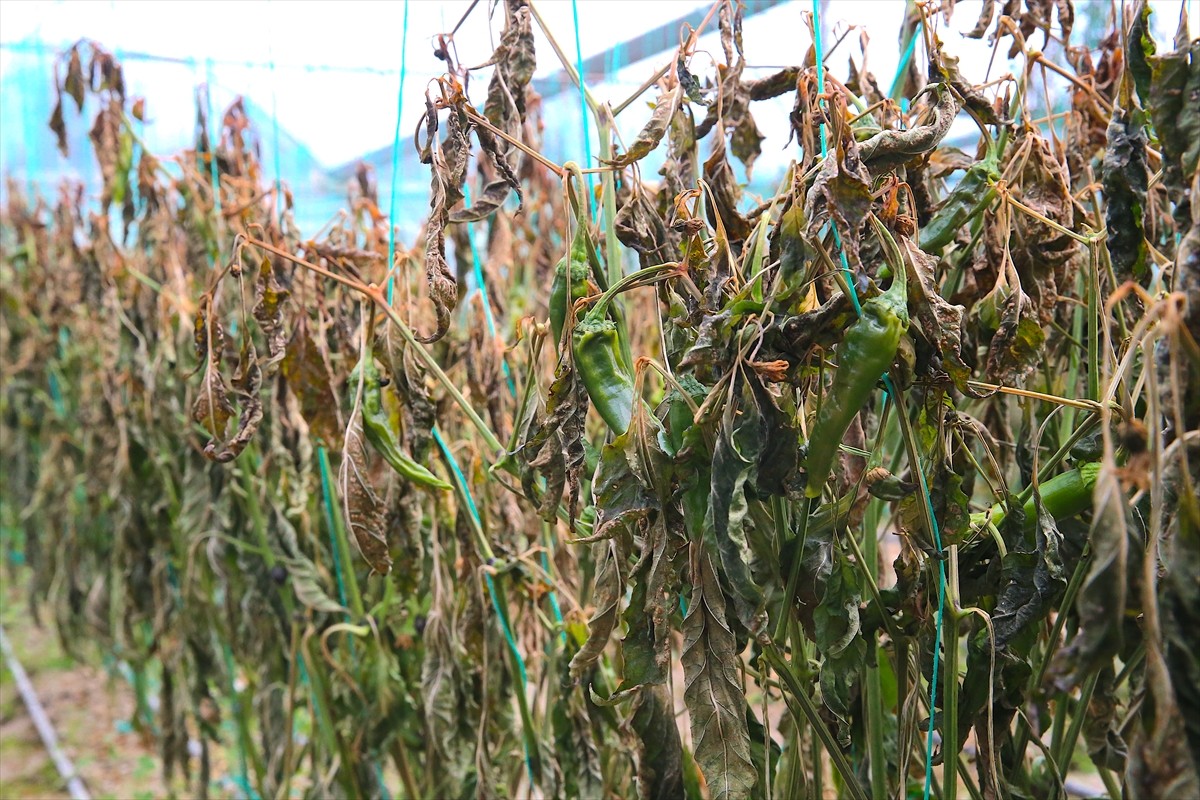 Hatay'ın Defne ilçesinde bazı seralarda yetiştirilen sebzelerde zirai don nedeniyle zarar...