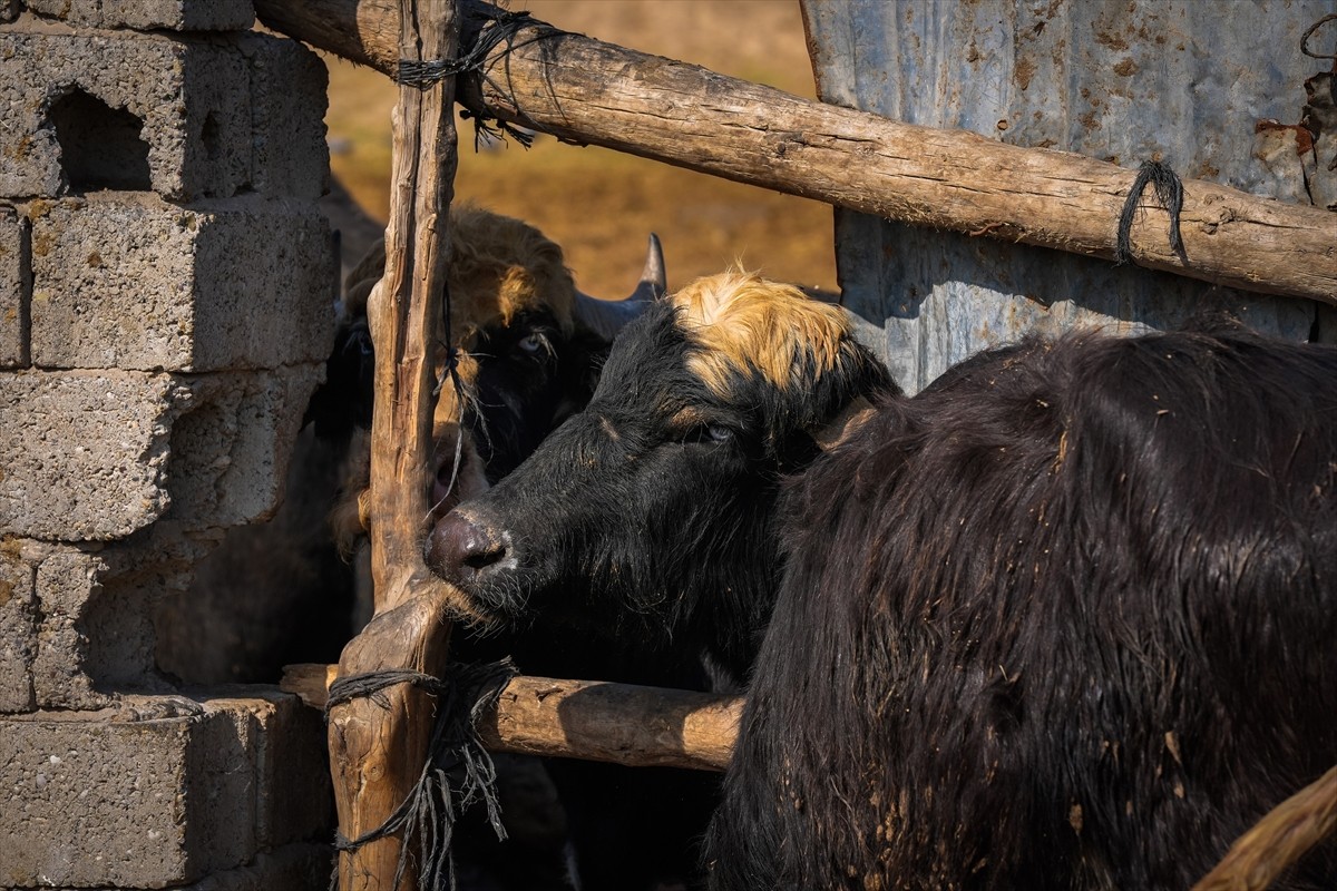 Irak'ta hayvanlarda yayılan şap hastalığının hayvancılık sektörü ve hayvansal ürünleri olumsuz...