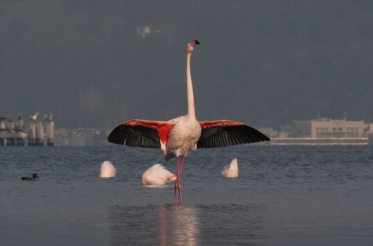 İzmir'de yaşam alanları Gediz Deltası olan flamingoların bir kısmı, kış aylarında besin arayışıyla...