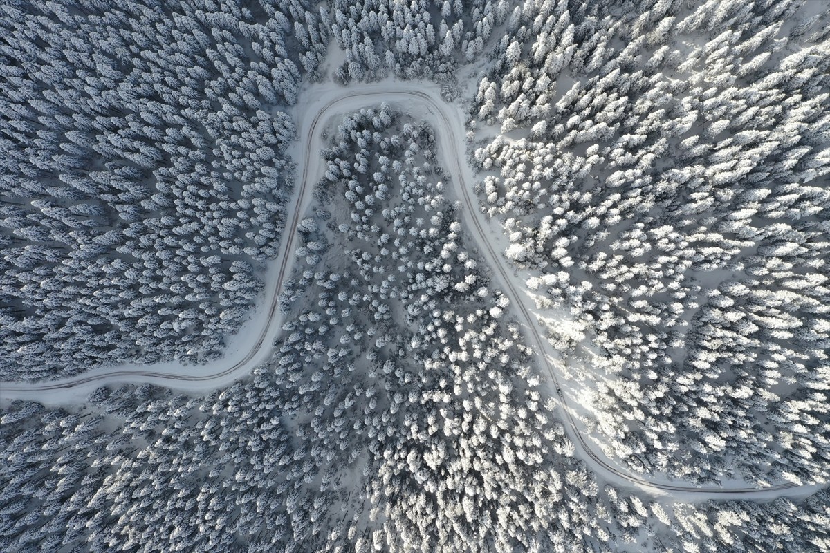 Kastamonu'nun Daday ilçesinde kar yağışının ardından beyaza bürünen çam ve meşe ağaçlarıyla kaplı...