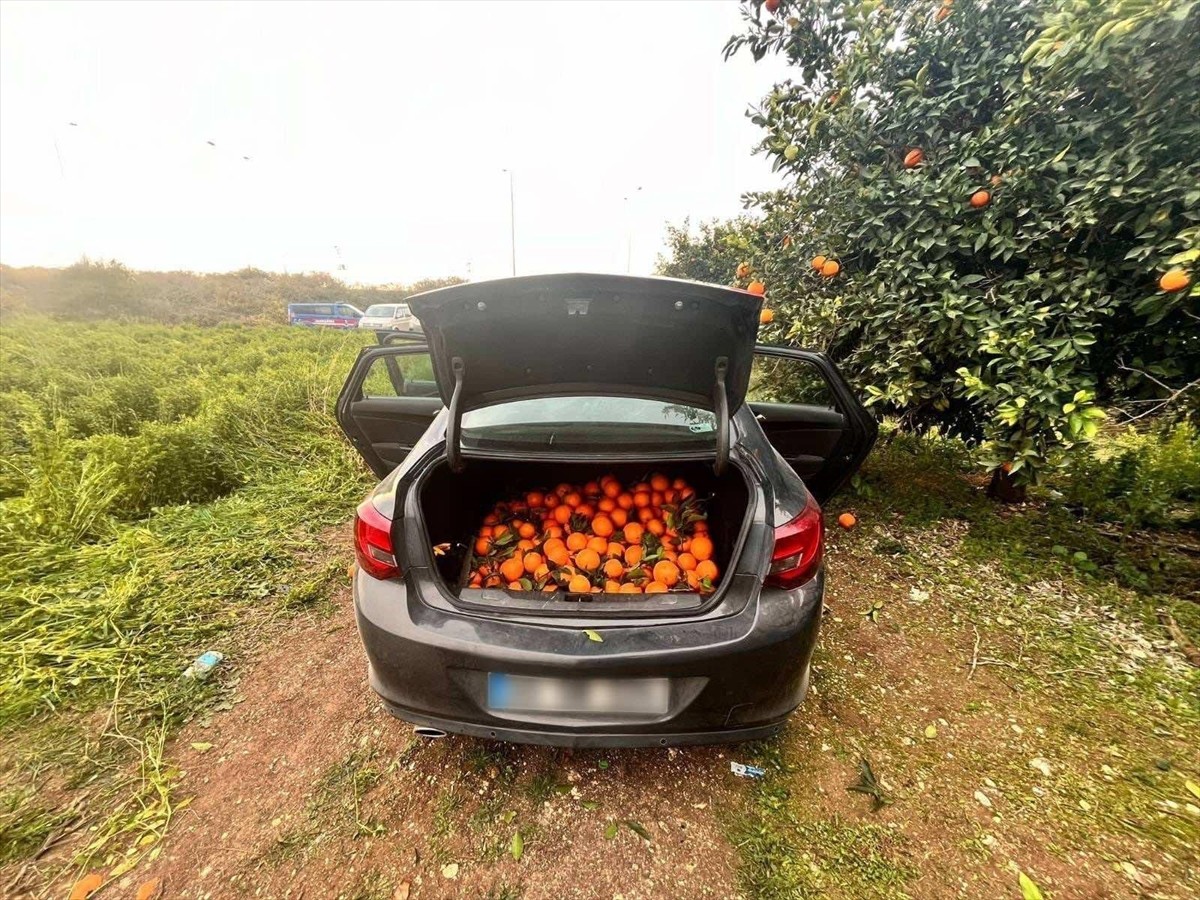 Mersin'de narenciye bahçesinden 500 kilogram portakal çaldığı belirlenen şüpheli tutuklandı....