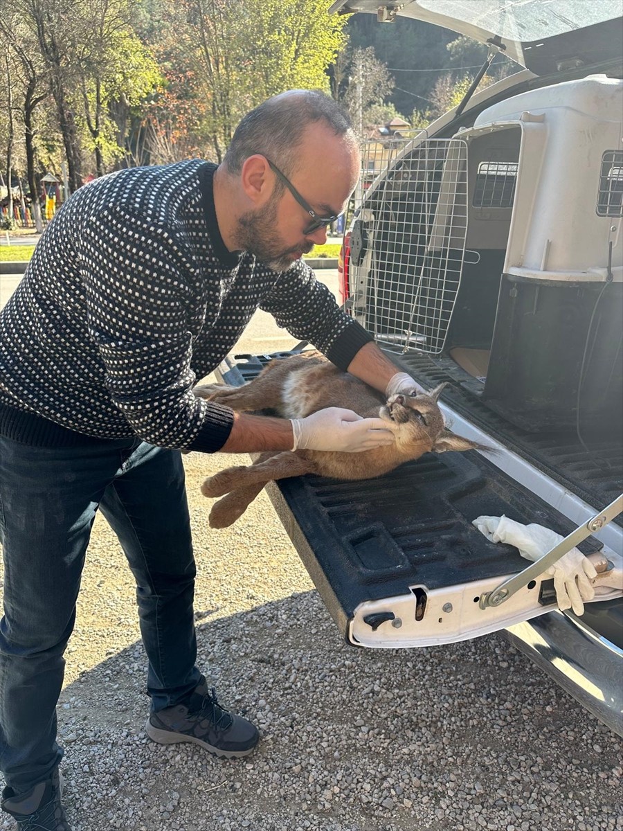 Muğla'nın Fethiye ilçesinde nesli tükenme tehlikesi altında olan karakulak, kara yolunda aracın...