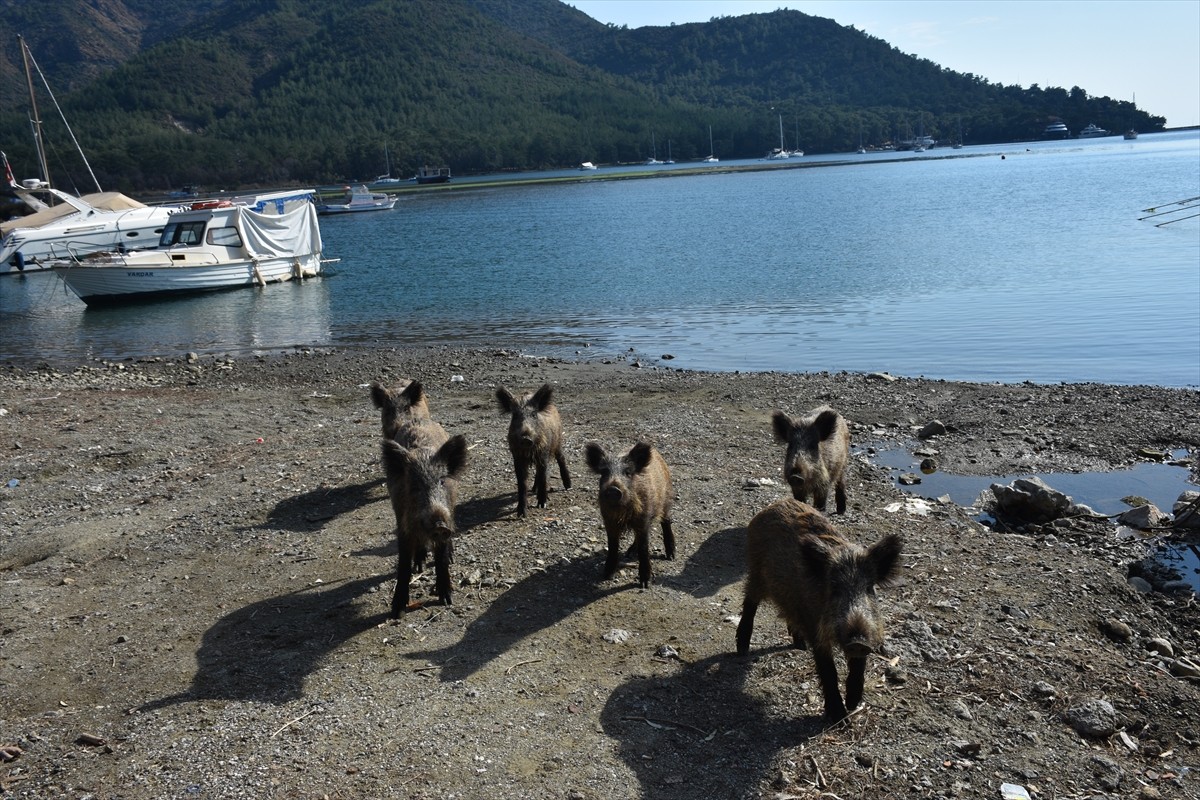 Muğla'nın Marmaris ilçesinde aç kaldıkları için şehre inen yaban domuzları sahilde bir süre...