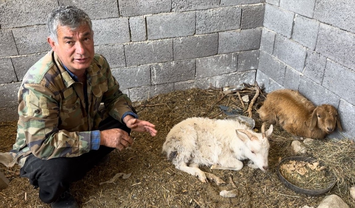 Osmaniye'nin Sumbas ilçesine bağlı Mehmetli Belediyesi sınırlarında küçükbaş hayvanların bulunduğu...
