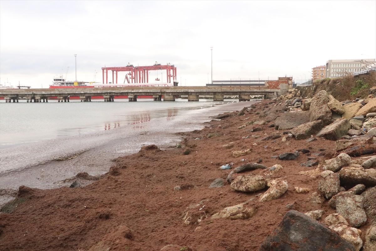 Tekirdağ'da kuvvetli rüzgar nedeniyle sahilin bir kısmı kırmızı yosunla kaplandı. Kentte dün...