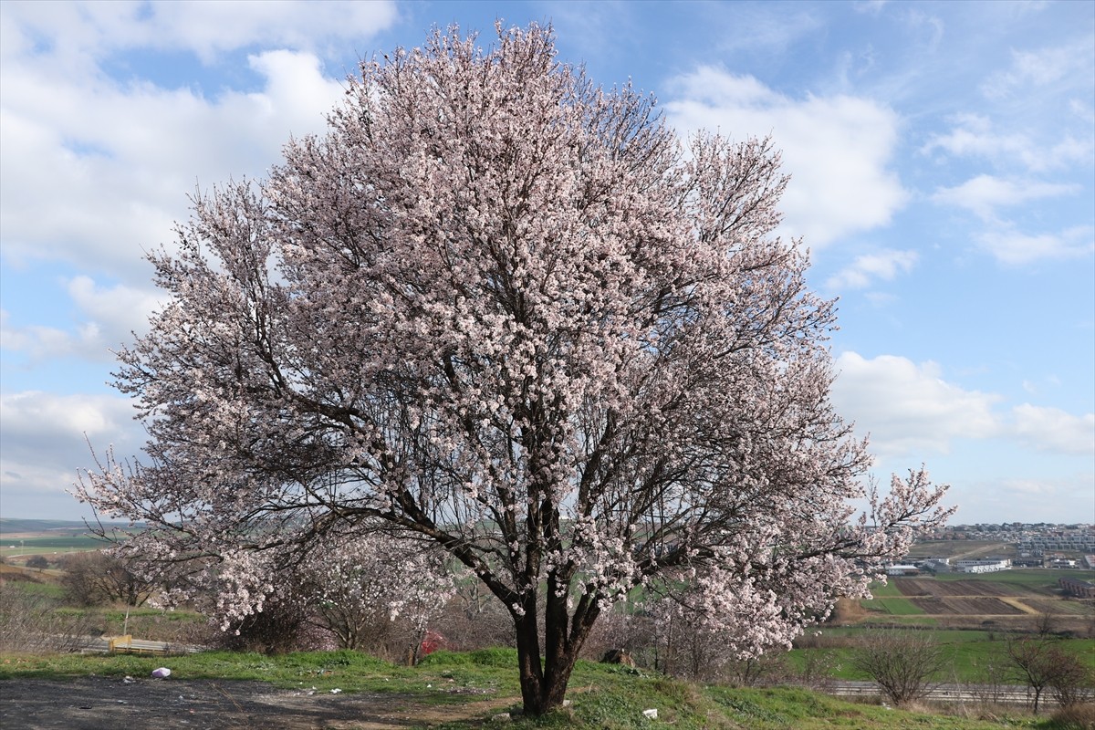 Tekirdağ'da mevsim normallerinin üzerinde seyreden sıcaklıklar nedeniyle badem ağaçları erken...