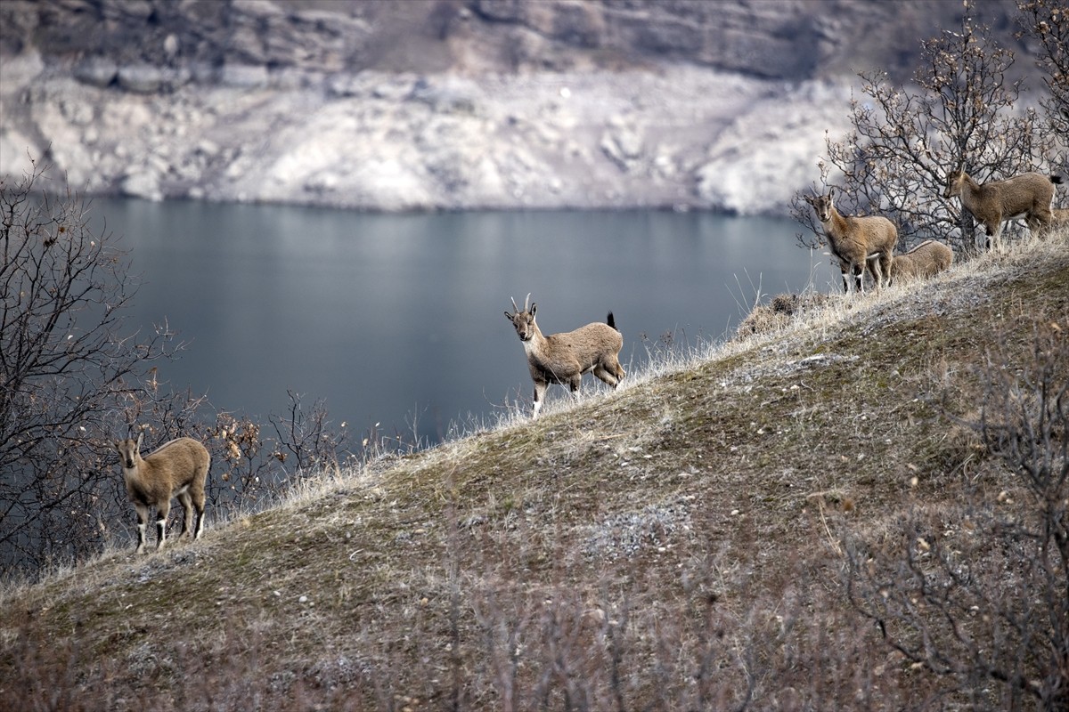 Tunceli'de koruma altındaki yaban keçileri, karla kaplı zirvelerden indikleri alçak kesimlerde...