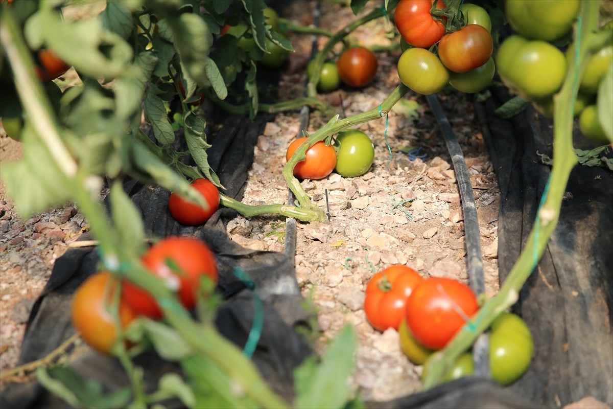 Türkiye'de örtü altı yaş sebze ve meyve üretiminde önemli yeri olan Antalya'nın Kumluca ve Finike...
