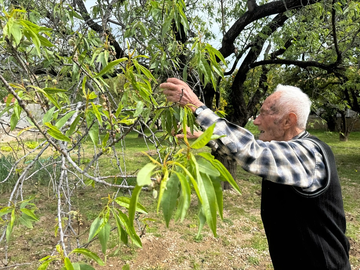 Türkiye'nin birçok bölgesinde kar ve soğuk hava etkili olurken Muğla'nın Datça ilçesinde badem...