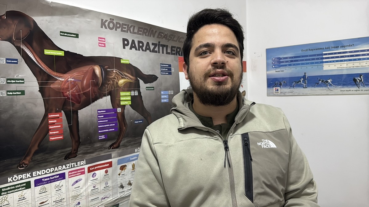 Zonguldak'ta yerleşim birimine inen çakalın avladığı kediyle dolaşması güvenlik kamerasınca...