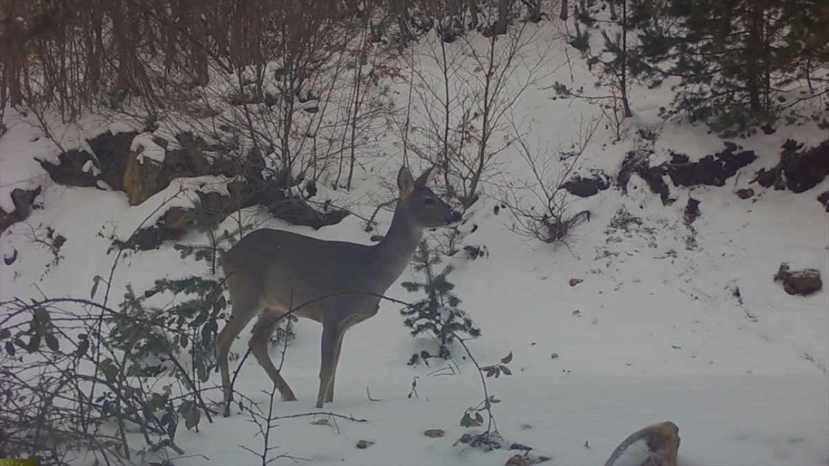 Amasya'da ormanlık alana yerleştirilen fotokapanla karacalar görüntülendi.
