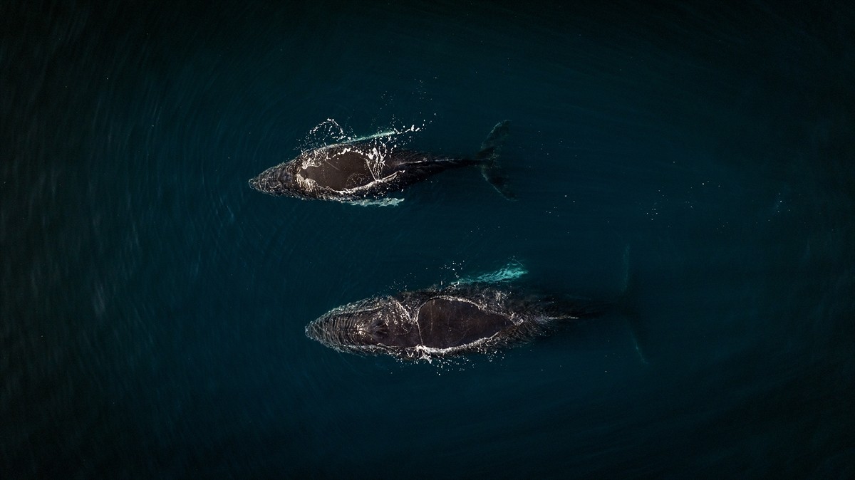 Bilim insanları, Antarktika’nın flora ve faunanın korunması için insan kaynaklı kirleticiler ve...