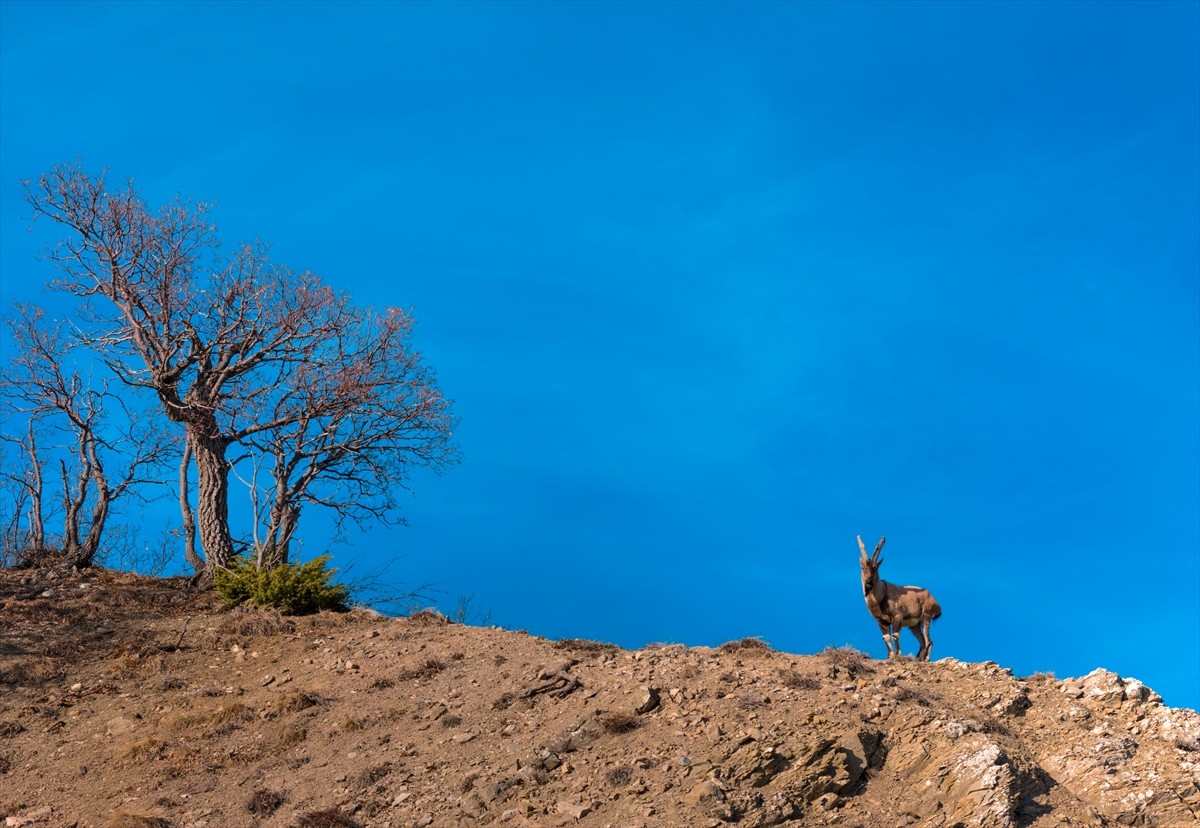Bingöl'ün Yedisu ilçesinde teke yaban keçisi dağda tek başına gezerken görüntülendi.