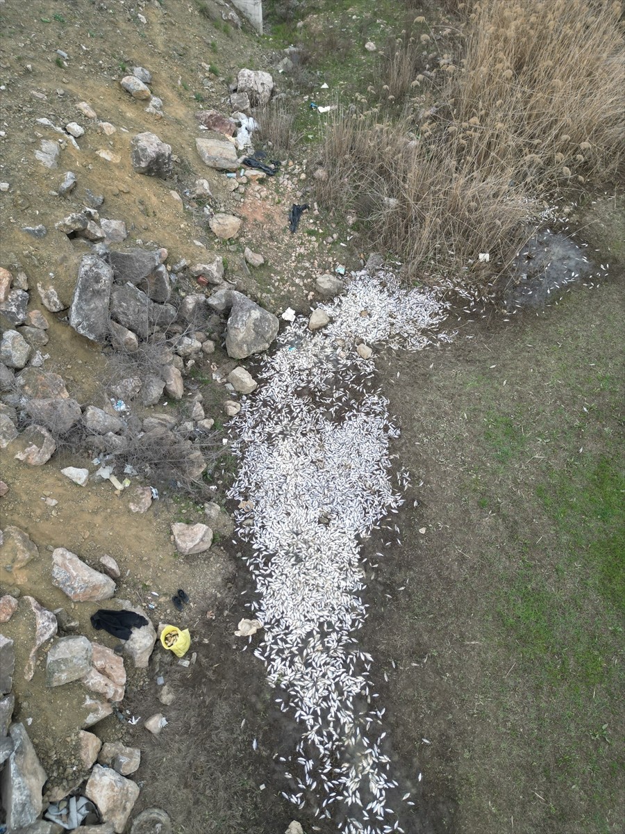 Bursa'nın İnegöl ilçesinde bulunan Boğazköy Baraj Göleti'ndeki balık ölümleri nedeniyle inceleme...