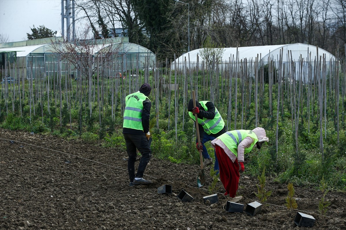 Bursa Orman Bölge Müdürlüğüne bağlı 61 hektar alana 1960 yılında kurulan 2 fidanlıkta, yılda 2...