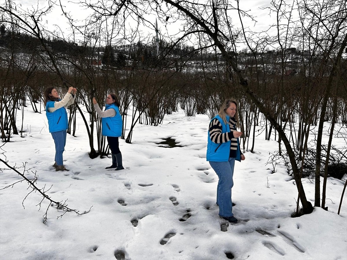 Fındık üretiminde ve ihracatında adından söz ettiren Ordu'da olumsuz hava koşullarının verim...