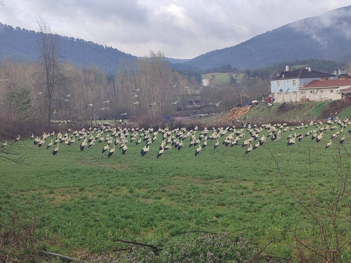 Göç yolundaki onlarca leylek, Bolu'nun Göynük ilçesinde mola verdi. Baharın habercisi leylekler...
