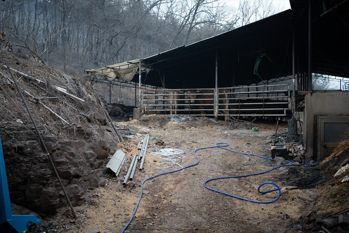 Güney Kore'nin güneydoğusunda 21 Mart'ta başlayan ve halen söndürülemeyen orman yangınlarında ölü...