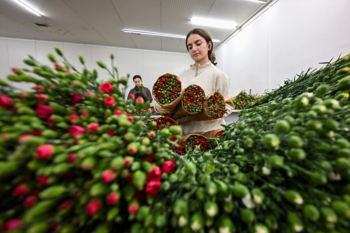 İngiltere'de 30 Mart'ta kutlanacak "Anneler Günü" için açık pembe karanfil üretimine başlayan...