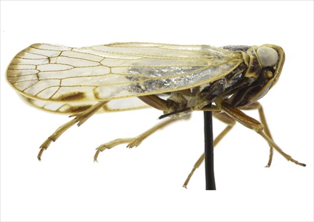 Kırşehir'de keşfedilerek literatüre giren yeni böcek türüne "Emine" ismi verildi.