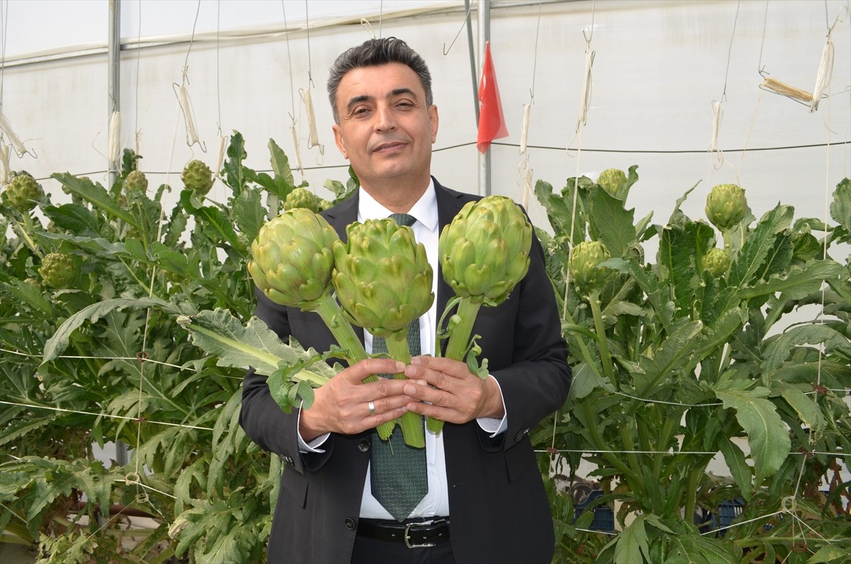Kocaeli'de, Darıca Kaymakamlığı tarafından hayata geçirilen AR-GE serasında topraksız tarım...