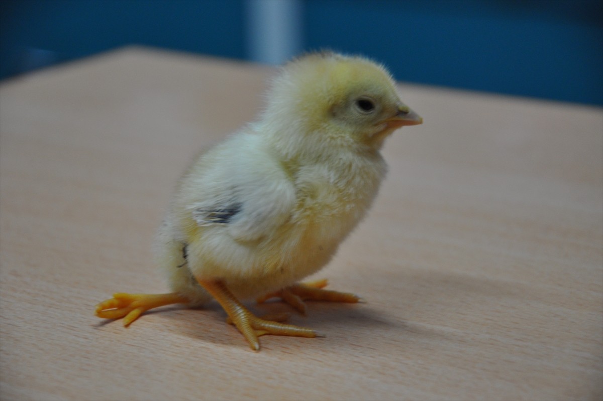 Mersin'in Silifke ilçesinde besicinin kuluçkaya koyduğu yumurtadan 3 ayaklı civciv çıktı.