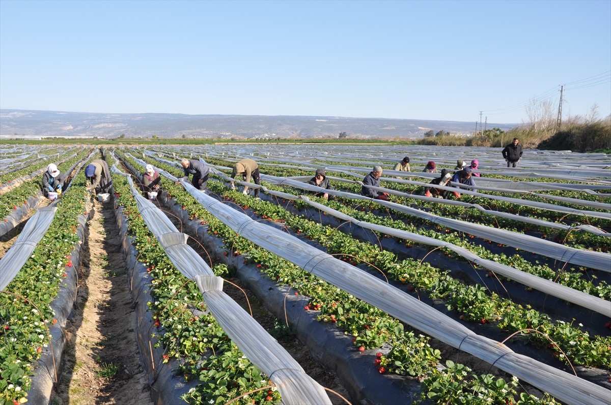 Mersin'in Silifke ilçesinde örtü altında yetiştirilen tescilli Silifke çileğinin hasadı başladı....