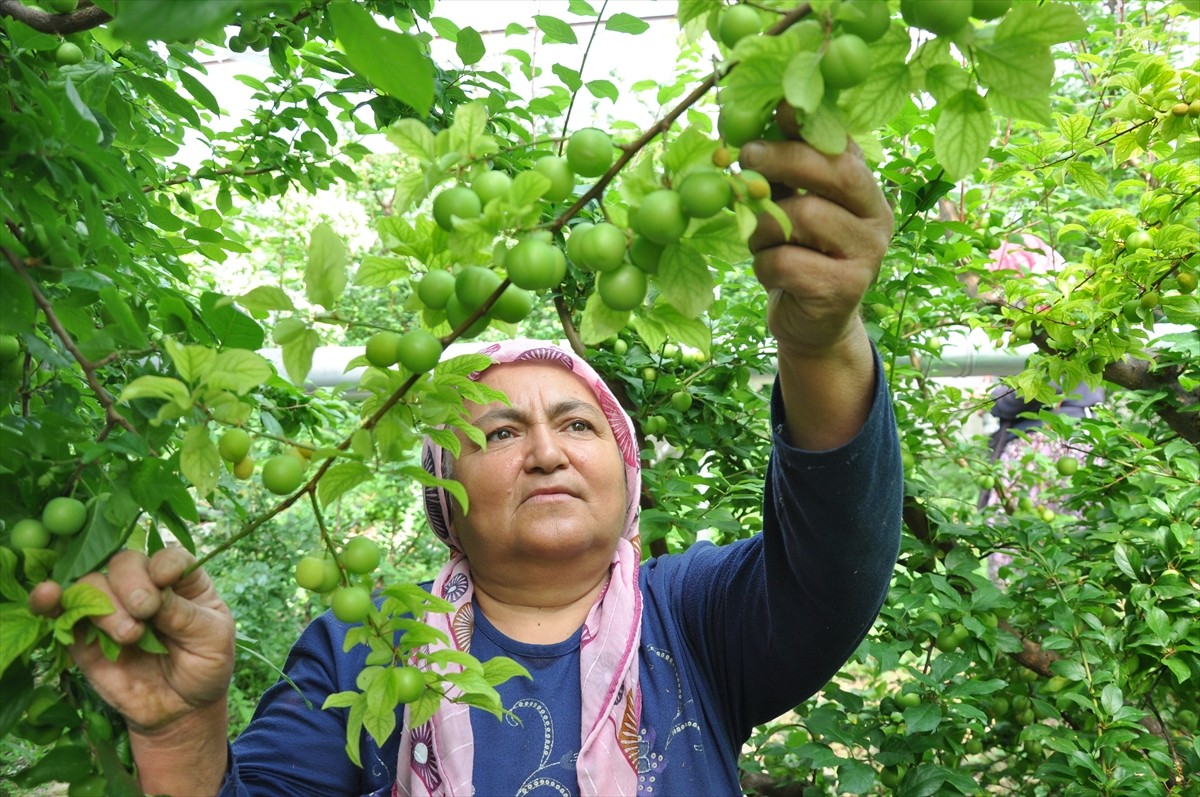 Mersin'in yaş meyve ve sebze üretimiyle öne çıkan Silifke ilçesinde, örtü altında yetiştirilen...