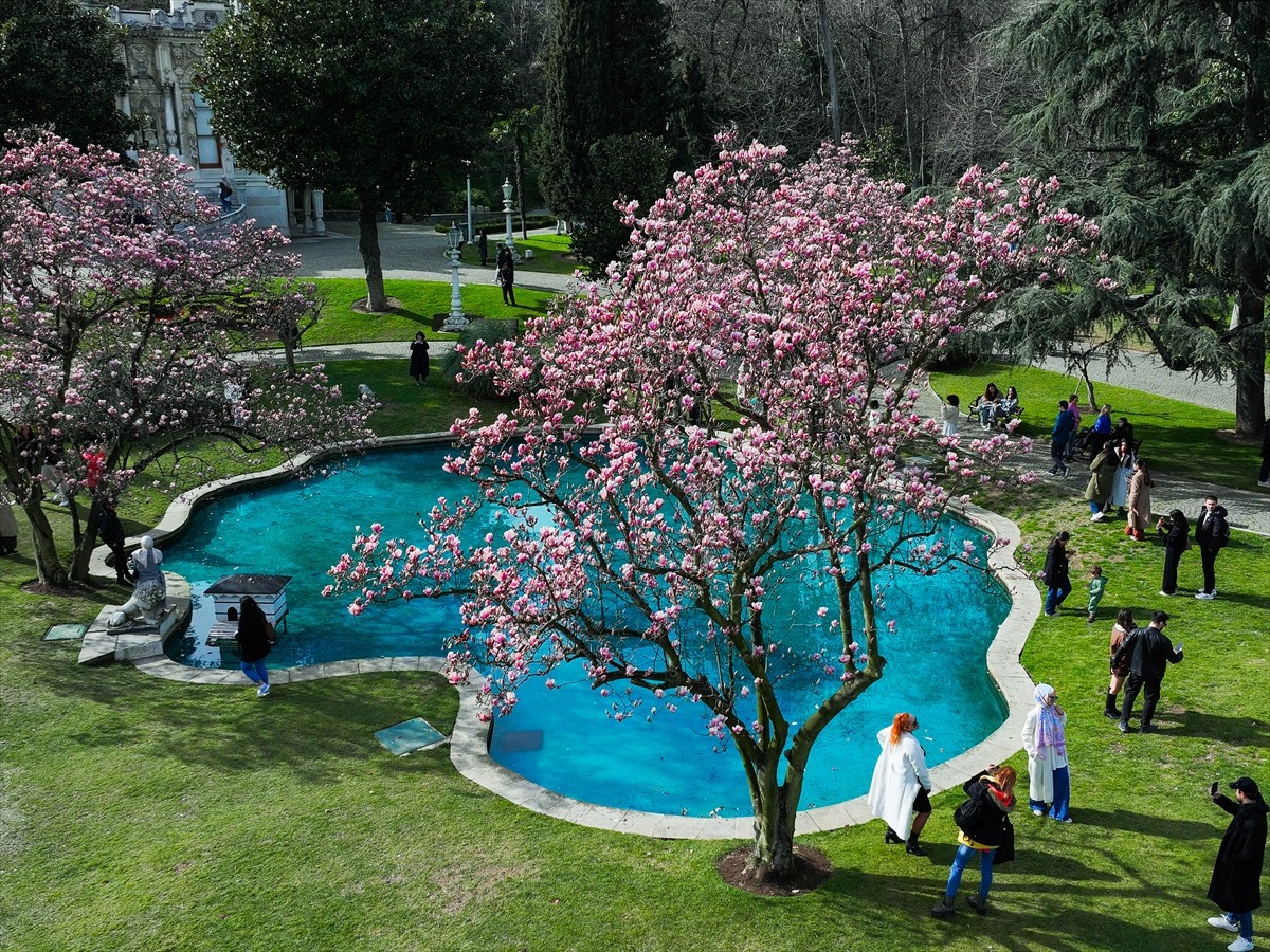 Milli Saraylar Başkanlığına bağlı Ihlamur Kasırları, baharda çiçek açan manolya ağaçlarıyla görsel...