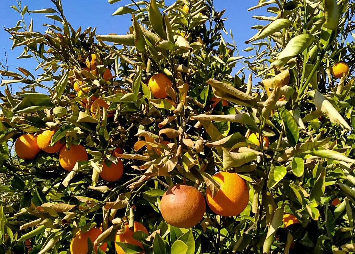 Muğla'da, Tarım ve Orman Müdürlüğü ekipleri don vuran narenciye bahçelerinde hasar tespit...