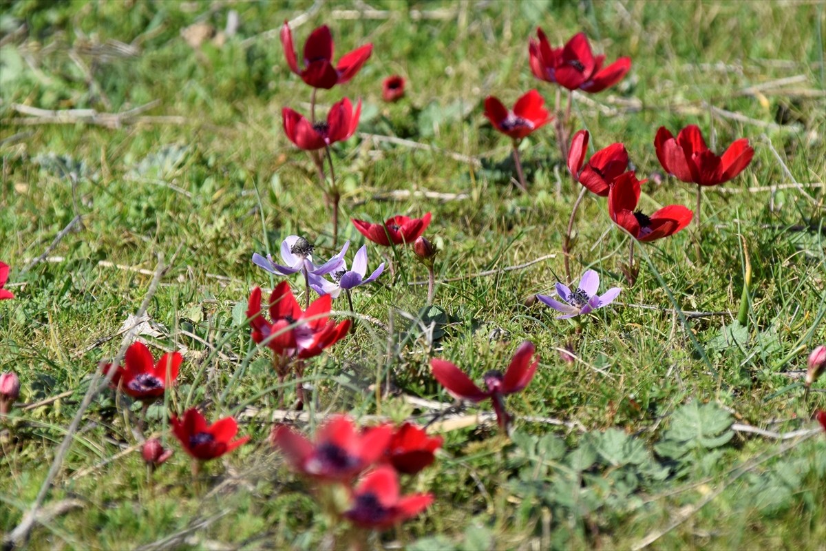"Anadolu'nun piramitleri" olarak gösterilen Manisa'nın Salihli ilçesindeki "Lidya Tümülüsleri"...