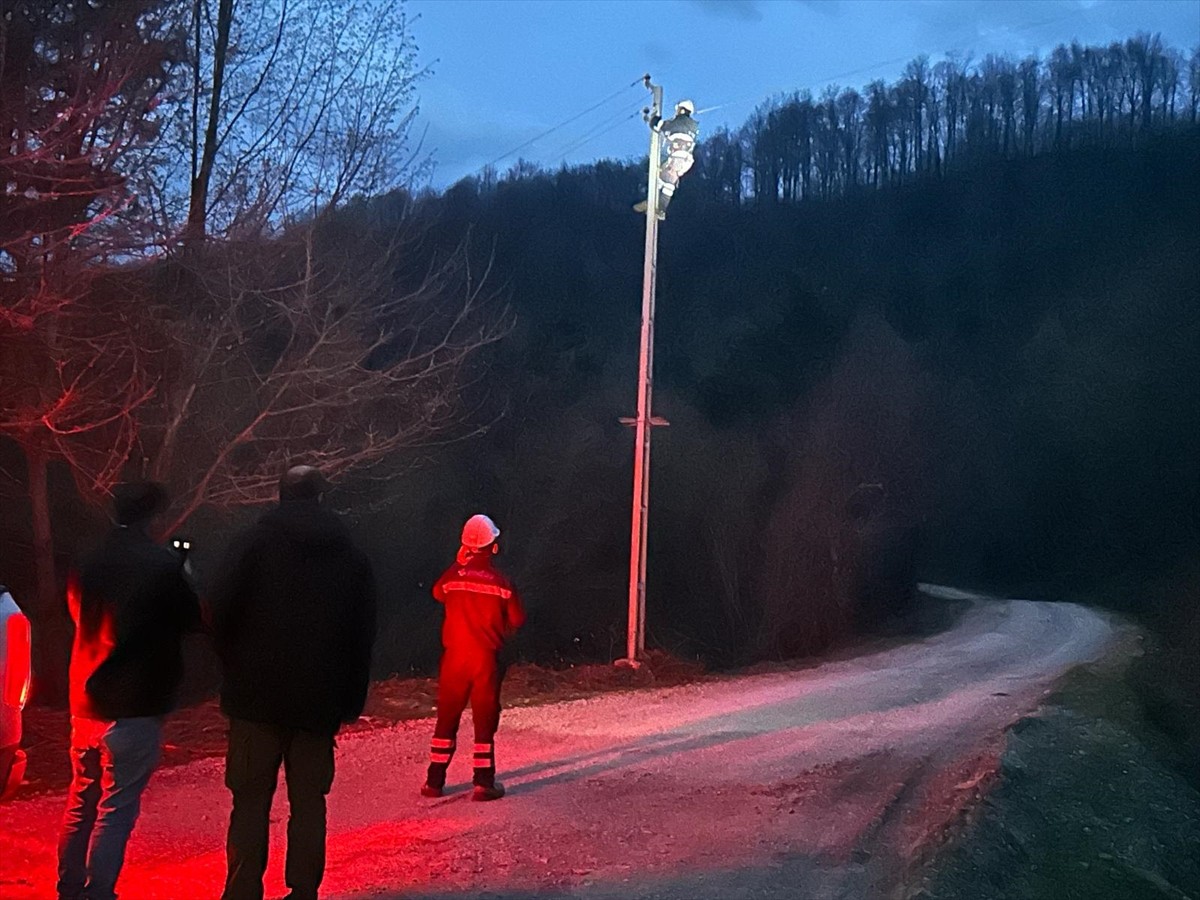Sinop'un Türkeli ilçesinde bulunan Yapraklı Köyü'nde elektrik akımına kapılan büyükbaş hayvan...