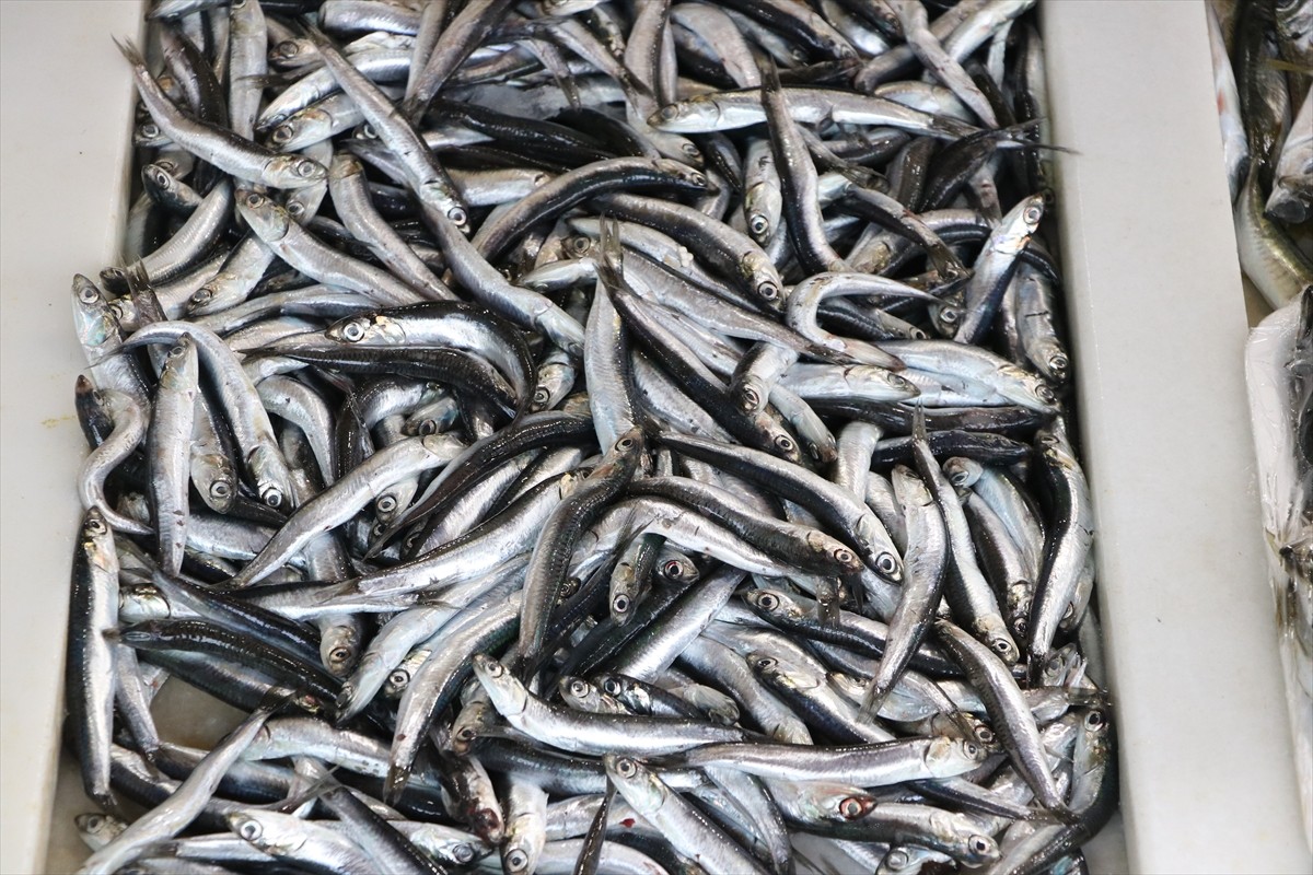  Tekirdağ'da vatandaşlar lezzeti nedeniyle ramazanda en çok Karadeniz hamsisini tercih ediyor.