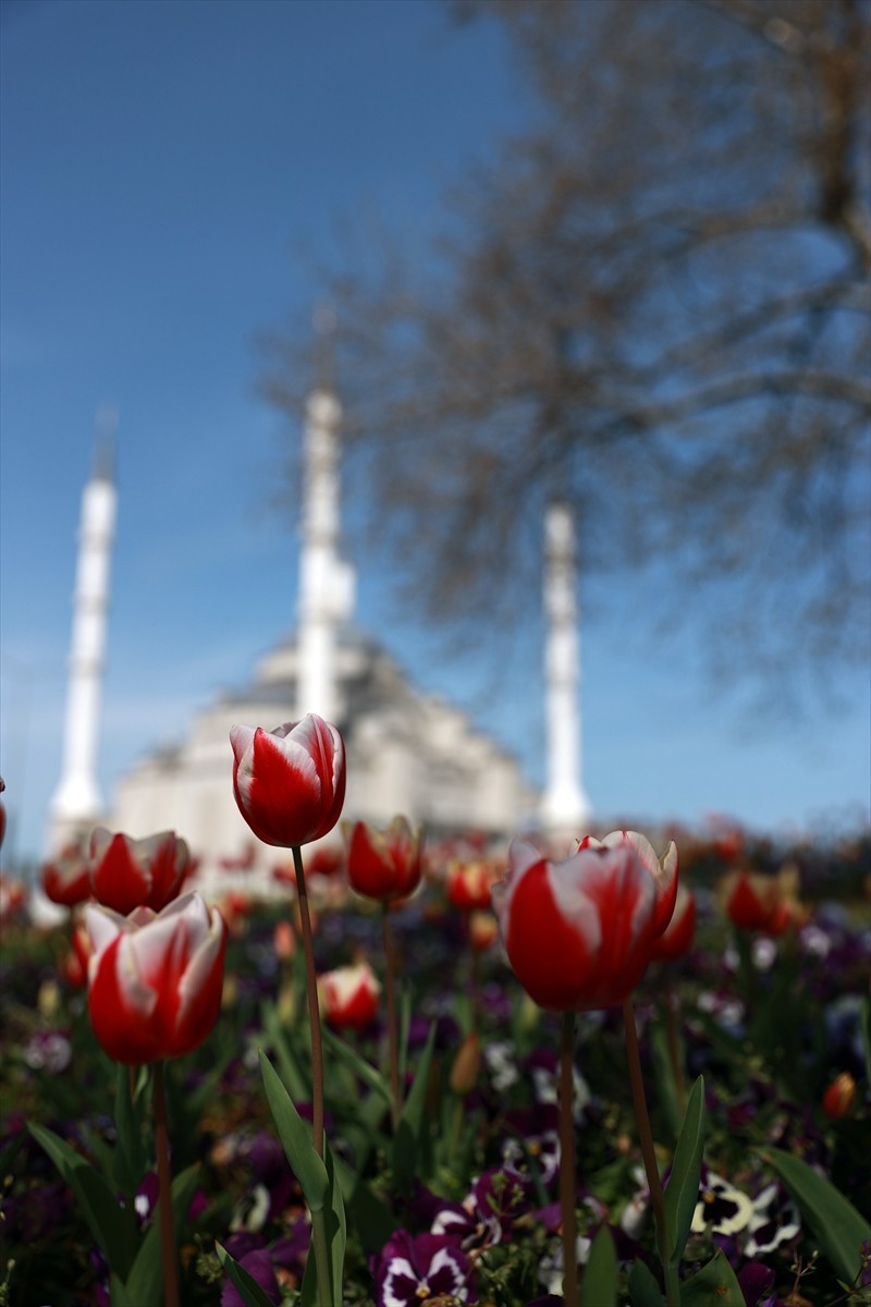 Trabzon, ilkbaharın gelişiyle açan çiçeklerle kırmızı, sarı, beyaz ve turuncu renklere büründü....