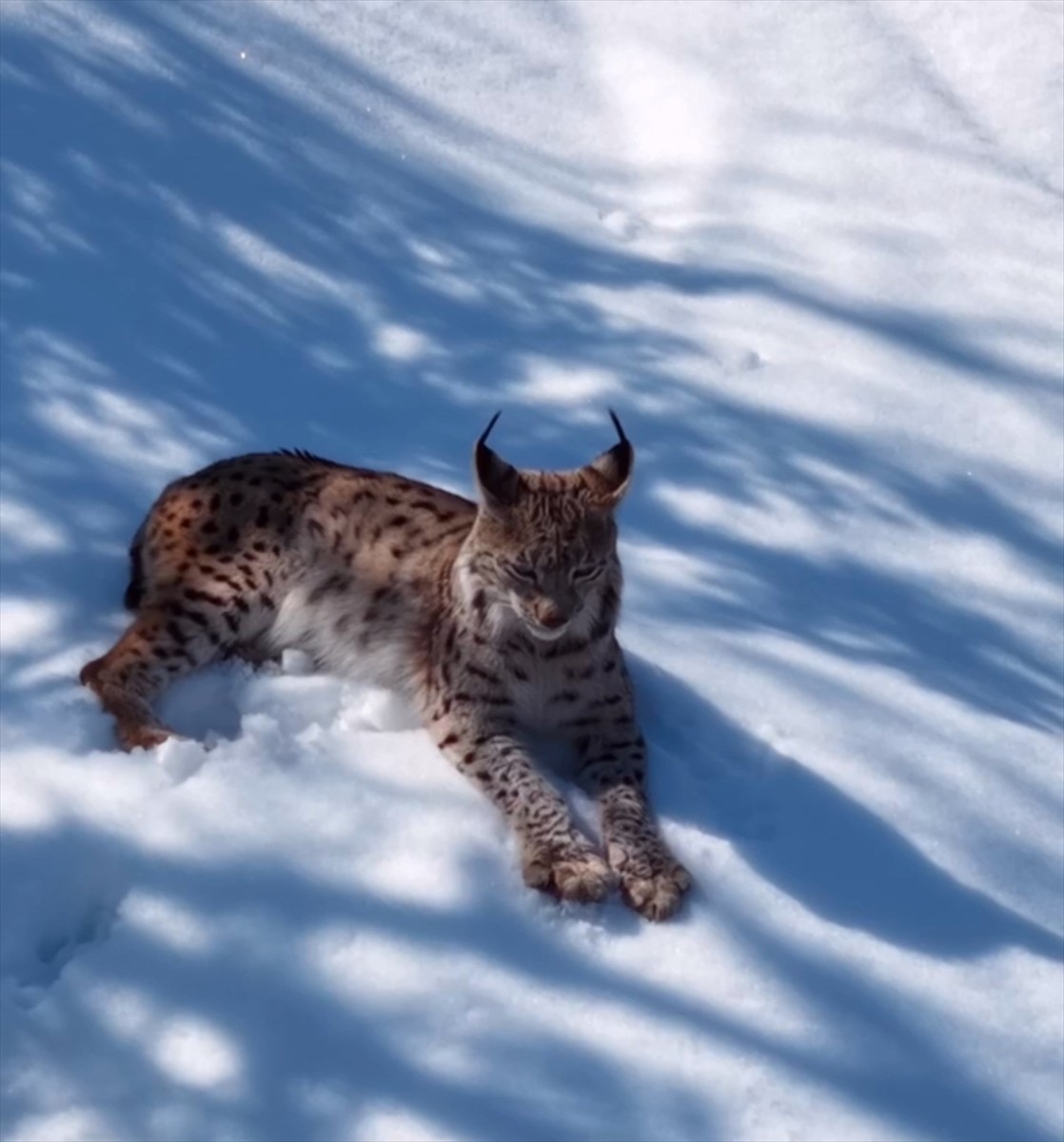 Tunceli'de, ormanlık alanda yiyecek arayan vaşak Doğa Koruma ve Milli Parklar (DKMP)...