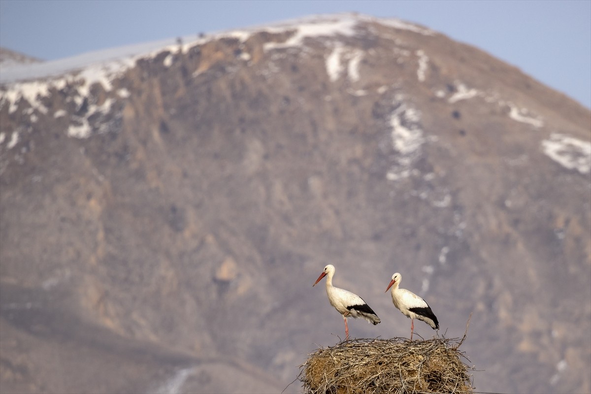 Tunceli'nin Pertek ilçesinde yaklaşık 6 yıldır göç etmeyen iki leylek, yuvalarını kurdukları...