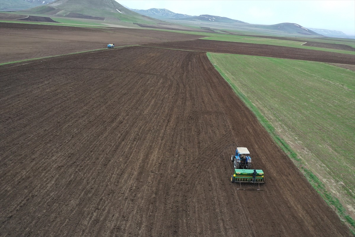 Ağrı'da geniş alana yayılan verimli ovadaki tarlalarda çiftçilerin arpa ve buğday tohumu ekim...