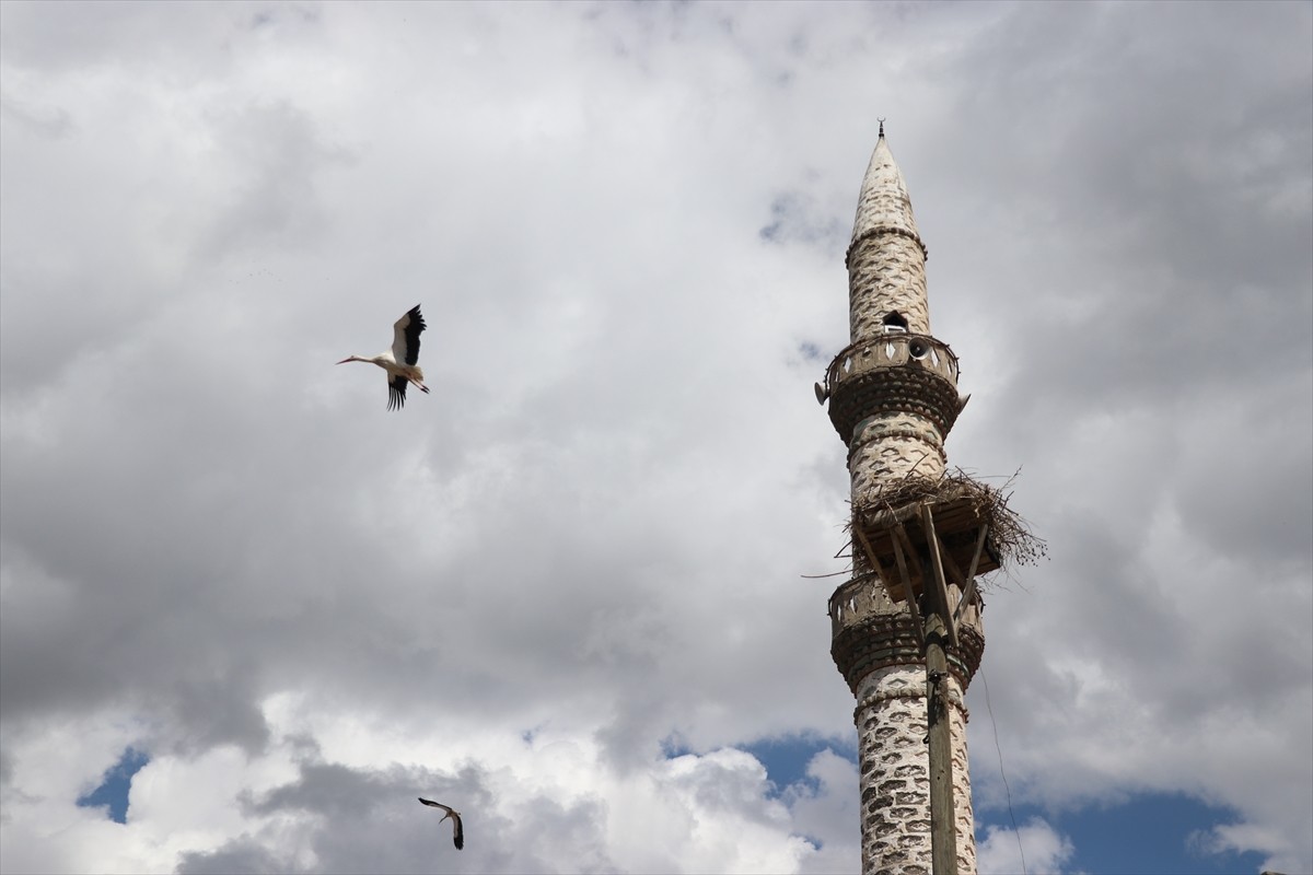 Ağrı'da havaların ısınmaya başlamasıyla kışı sıcak bölgelerde geçiren leylekler, köylerde direkler...